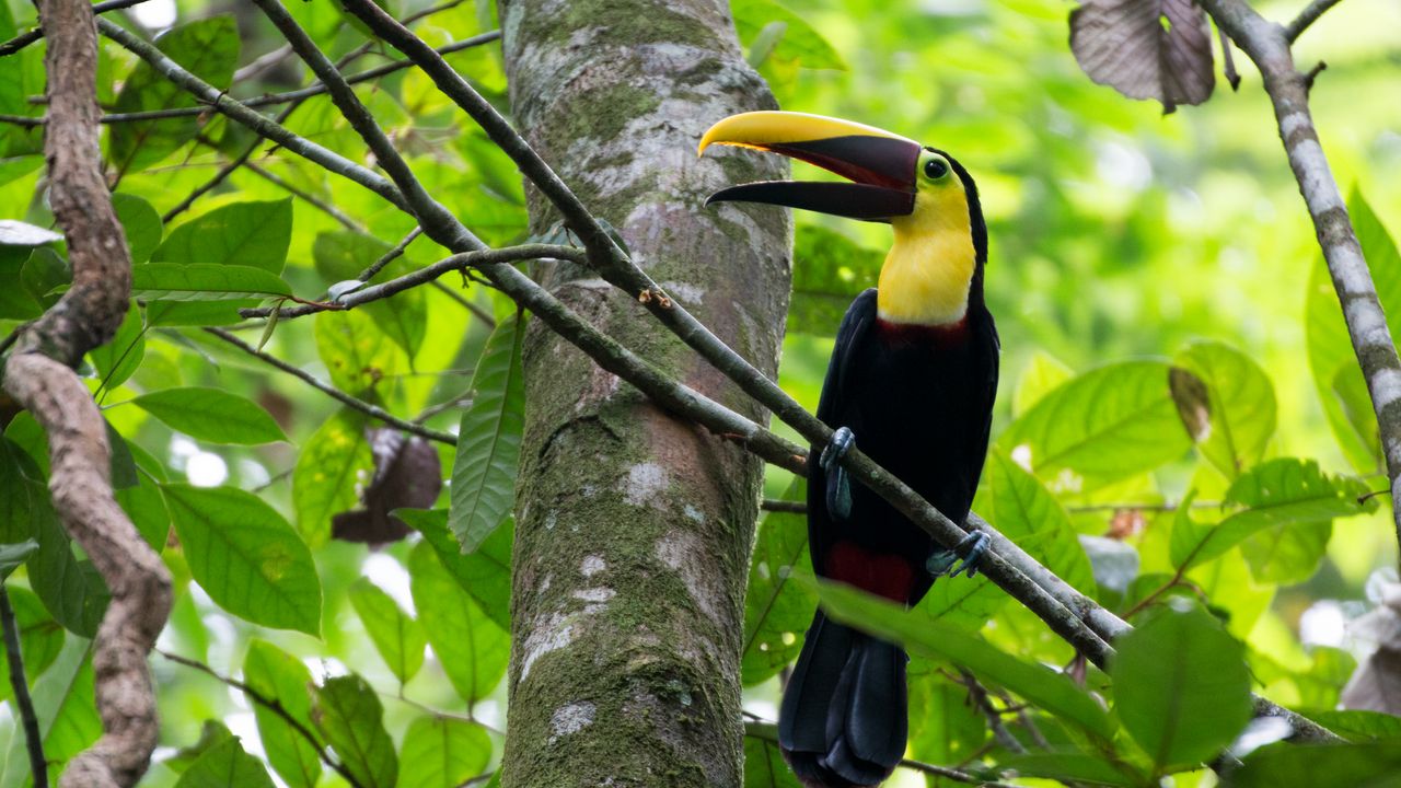 Wallpaper toucan, bird, beak, branches, tree