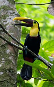 Preview wallpaper toucan, bird, beak, branches, tree