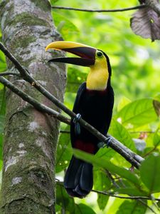 Preview wallpaper toucan, bird, beak, branches, tree