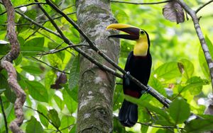 Preview wallpaper toucan, bird, beak, branches, tree