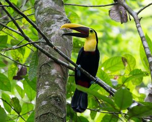 Preview wallpaper toucan, bird, beak, branches, tree