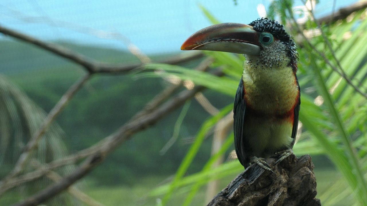 Wallpaper toucan, bird, beak, branch, color