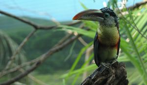 Preview wallpaper toucan, bird, beak, branch, color