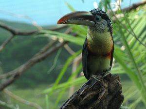Preview wallpaper toucan, bird, beak, branch, color