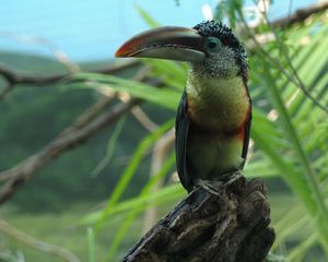 Preview wallpaper toucan, bird, beak, branch, color