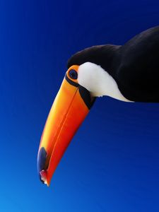 Preview wallpaper toucan, bird, beak, color