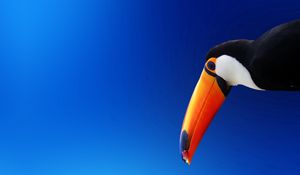 Preview wallpaper toucan, bird, beak, color