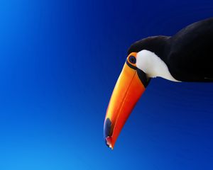 Preview wallpaper toucan, bird, beak, color