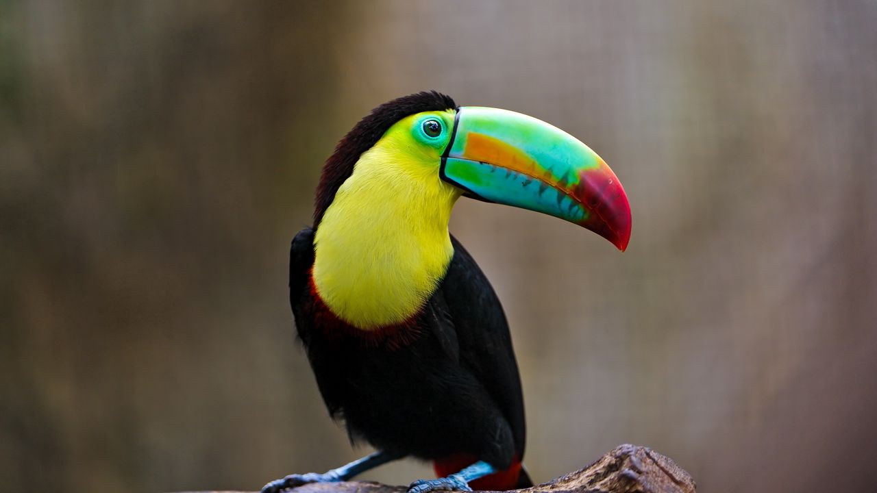 Wallpaper toucan, bird, beak, beam, sit
