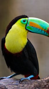 Preview wallpaper toucan, bird, beak, beam, sit