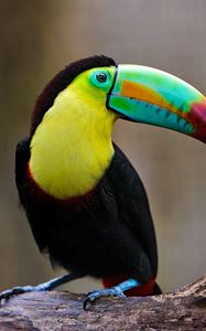 Preview wallpaper toucan, bird, beak, beam, sit