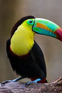 Preview wallpaper toucan, bird, beak, beam, sit