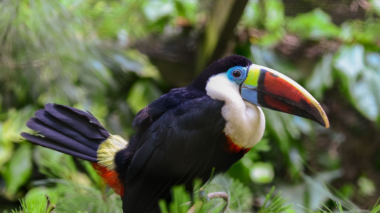 Wallpaper toucan, bird, beak, feathers, thickets