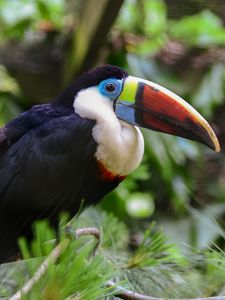 Preview wallpaper toucan, bird, beak, feathers, thickets