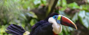 Preview wallpaper toucan, bird, beak, feathers, thickets