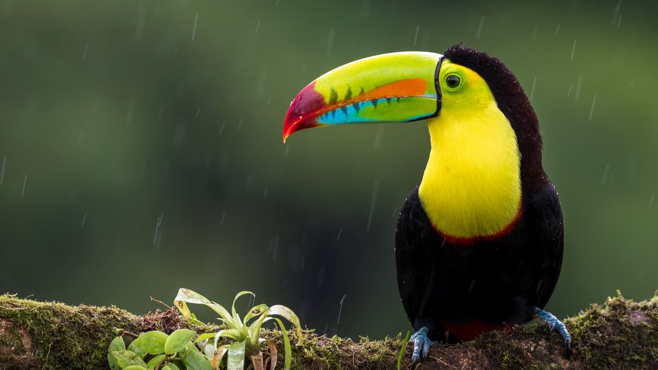 Wallpaper toucan, bird, branch, colorful, exotic