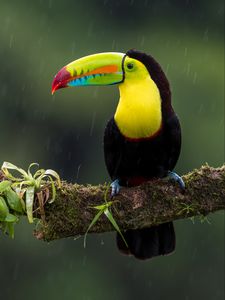 Preview wallpaper toucan, bird, branch, colorful, exotic