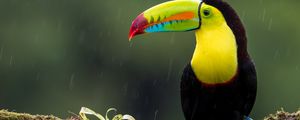 Preview wallpaper toucan, bird, branch, colorful, exotic