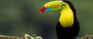Preview wallpaper toucan, bird, branch, colorful, exotic