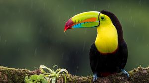 Preview wallpaper toucan, bird, branch, colorful, exotic