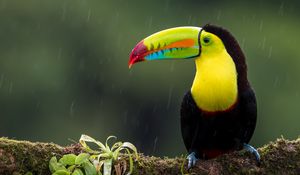 Preview wallpaper toucan, bird, branch, colorful, exotic