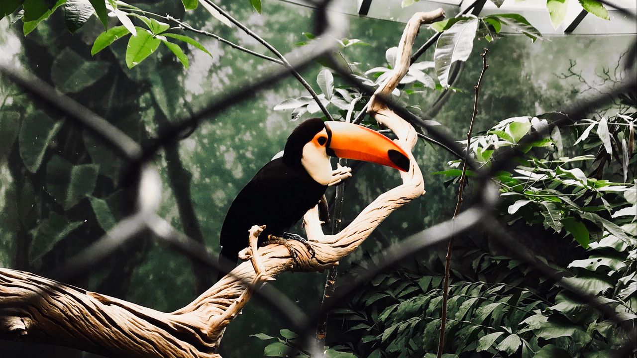 Wallpaper toucan, bird, branch, tree