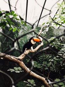 Preview wallpaper toucan, bird, branch, tree