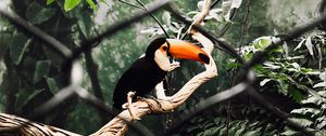 Preview wallpaper toucan, bird, branch, tree