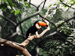 Preview wallpaper toucan, bird, branch, tree