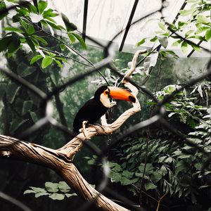 Preview wallpaper toucan, bird, branch, tree