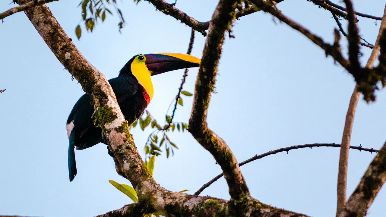 Wallpaper toucan, bird, branch, animal