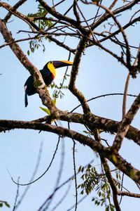 Preview wallpaper toucan, bird, branch, animal