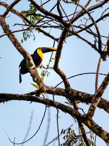 Preview wallpaper toucan, bird, branch, animal