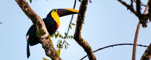 Preview wallpaper toucan, bird, branch, animal