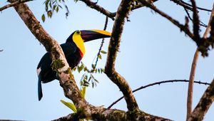 Preview wallpaper toucan, bird, branch, animal