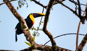 Preview wallpaper toucan, bird, branch, animal