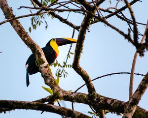 Preview wallpaper toucan, bird, branch, animal