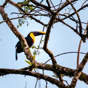 Preview wallpaper toucan, bird, branch, animal