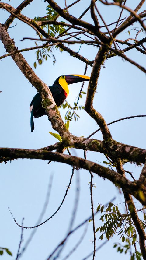 480x854 Wallpaper toucan, bird, branch, animal
