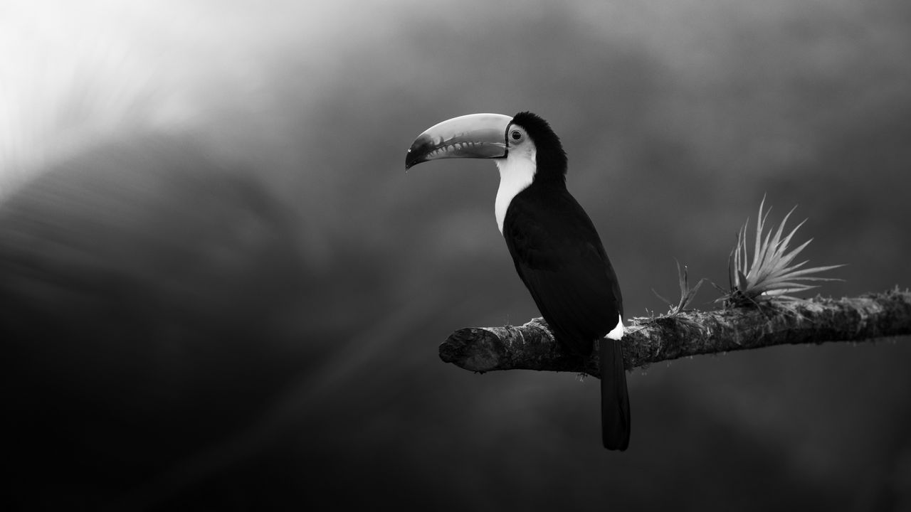 Wallpaper toucan, bird, bw, beak, branch