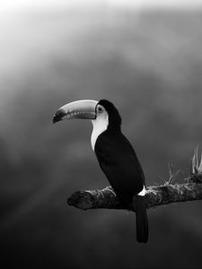 Preview wallpaper toucan, bird, bw, beak, branch