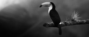 Preview wallpaper toucan, bird, bw, beak, branch