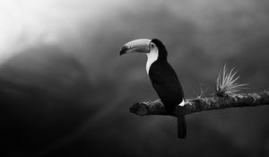 Preview wallpaper toucan, bird, bw, beak, branch