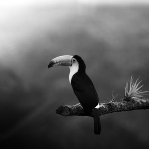 Preview wallpaper toucan, bird, bw, beak, branch