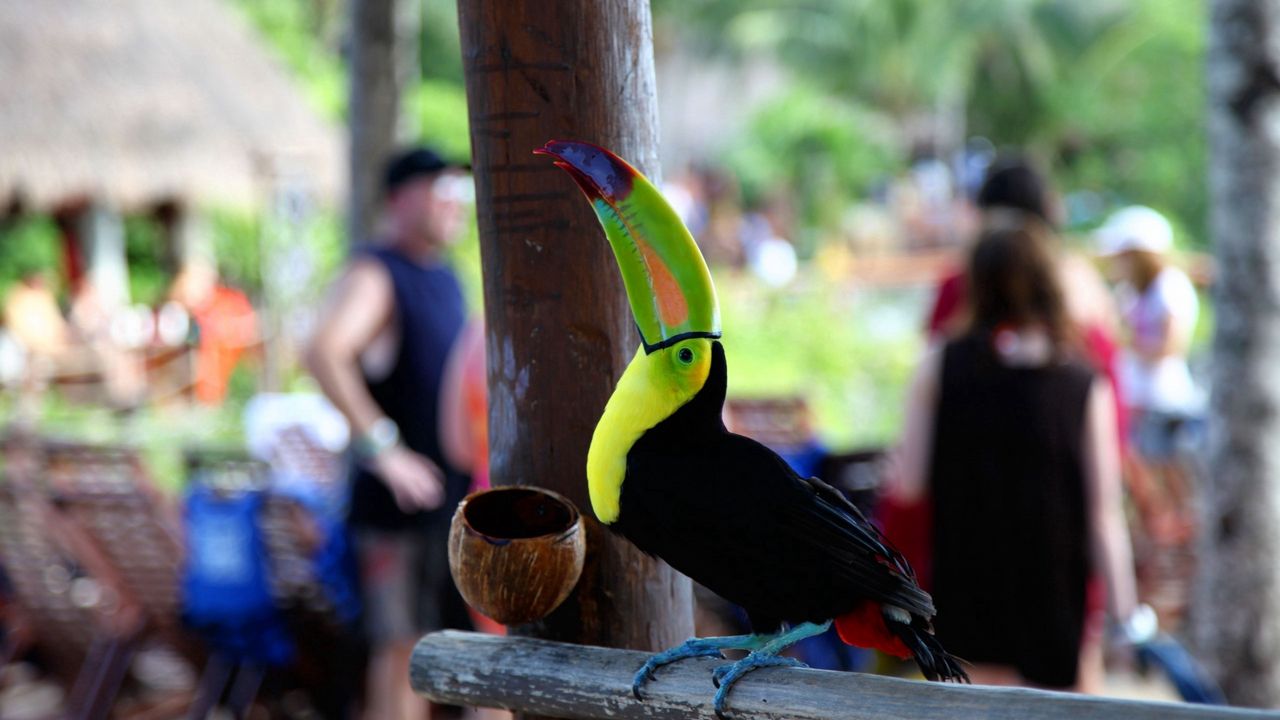 Wallpaper toucan, bird, color, beak, people