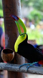Preview wallpaper toucan, bird, color, beak, people