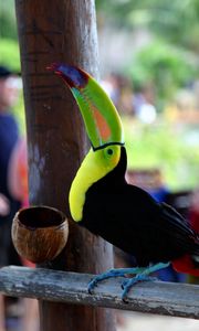 Preview wallpaper toucan, bird, color, beak, people