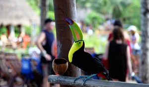 Preview wallpaper toucan, bird, color, beak, people