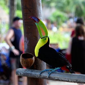 Preview wallpaper toucan, bird, color, beak, people