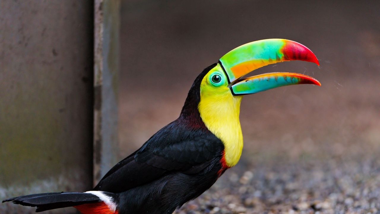 Wallpaper toucan, bird, color, colorful